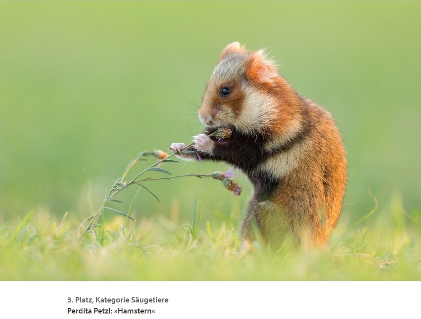 Perdita-Petzl-winning-hamster