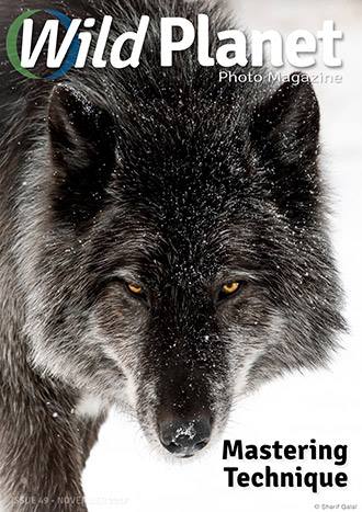 WPM-November-issue-49-cover