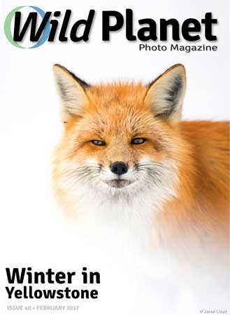 Wild Planet Photo Magazine February 2017 cover