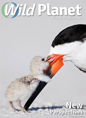 Wild Planet Photo Magazine January 2017 cover