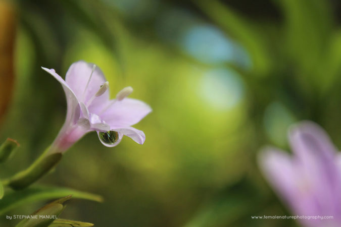 FNP_Stephanie_Manuel_endemic_flower