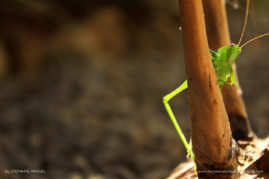 FNP_Stephanie_Manuel_funny_cricket