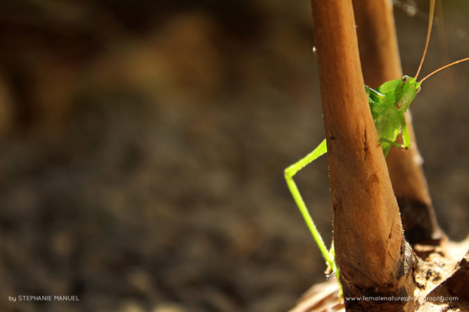 FNP_Stephanie_Manuel_funny_cricket