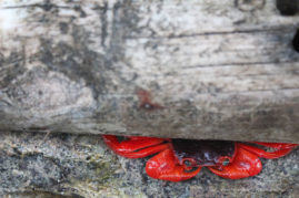 FNP_Stephanie_Manuel_red_crab