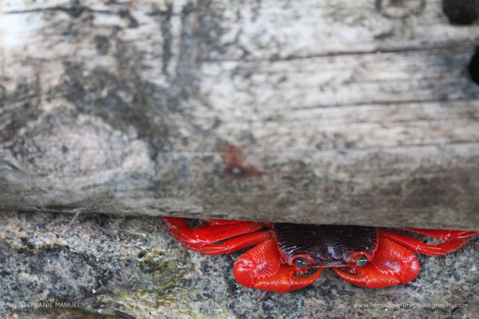 FNP_Stephanie_Manuel_red_crab