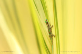 FNP_Stephanie_Manuel_5