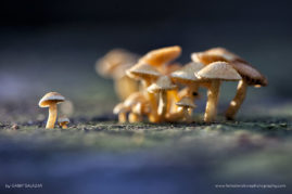 Gabby_Salazar_FNP_0578-