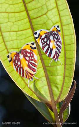 Gabby_Salazar_FNP_3088-