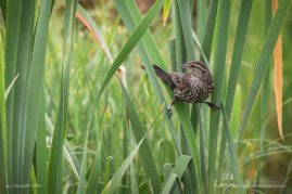 Female Red Winged Blackbird, Alberta