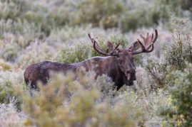 Bull Moose in Frost Banff National Park, Alberta