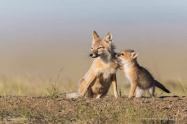 Swift Fox Pup Sharing Secrets, Southern Alberta