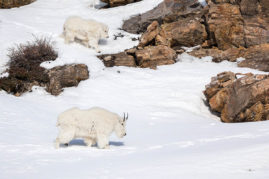 Mountain Goats Jasper National Park, Alberta