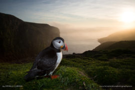 Danielle_Connor_FNP_12