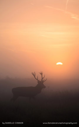 Danielle_Connor_FNP_13