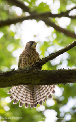 Danielle_Connor_FNP_14