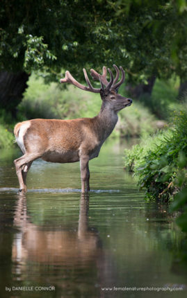 Danielle_Connor_FNP_15