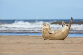 Danielle_Connor_FNP_4