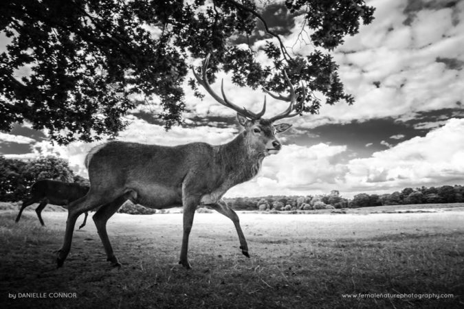 Danielle_Connor_FNP_5