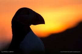 Danielle_Connor_FNP_6