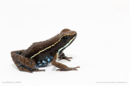 Danielle_Connor_FNP_7