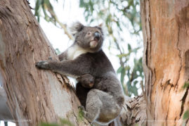 Danielle_Connor_FNP_8