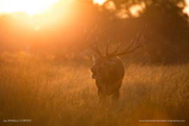 Danielle_Connor_FNP_9