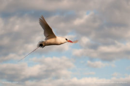 Louise_Jasper_FNP_10