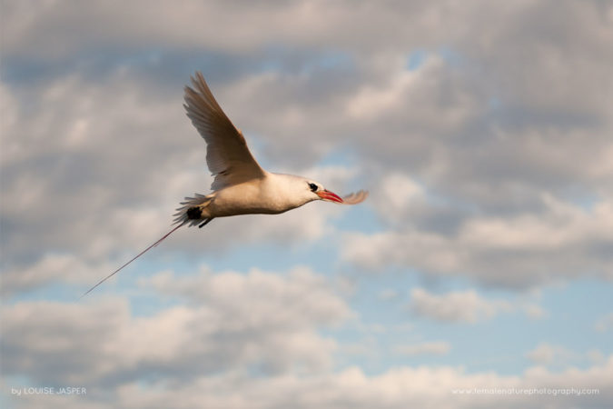 Louise_Jasper_FNP_10