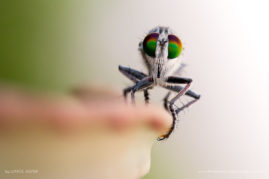 Louise_Jasper_FNP_11