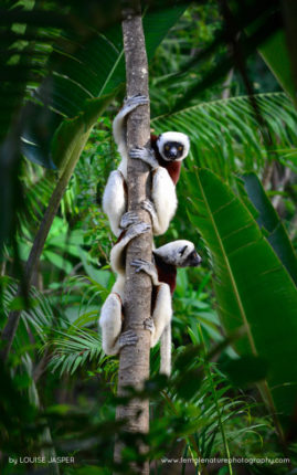 Louise_Jasper_FNP_13