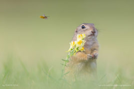 Perdita_Petzl_FNP_13