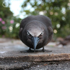 Portfolio carousel FNP 10