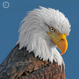 Portfolio carousel FNP 8