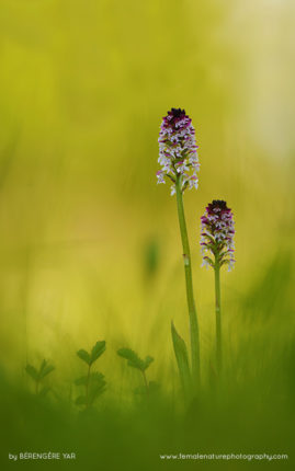 Berengere_Yar_FNP_10