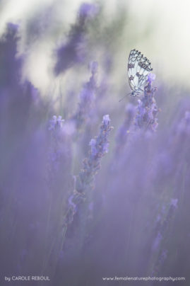 Carole_Reboul_FNP_16