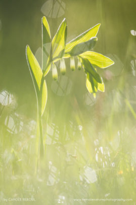 Carole_Reboul_FNP_17