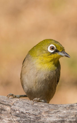 Cathy_WithersClarke_FNP_1