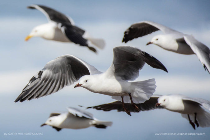 Cathy_WithersClarke_FNP_12