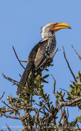 Cathy_WithersClarke_FNP_13