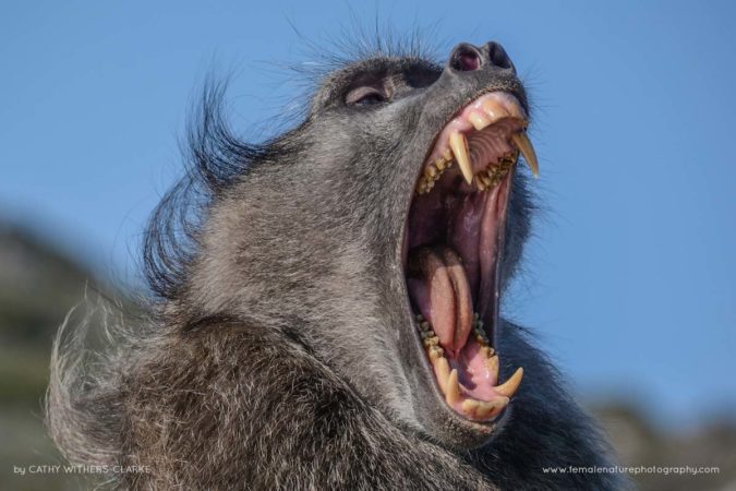 Cathy_WithersClarke_FNP_14