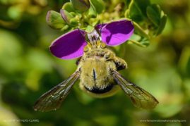 Cathy_WithersClarke_FNP_3