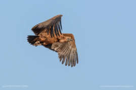 Cathy_WithersClarke_FNP_4