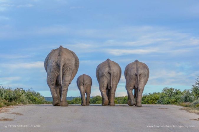 Cathy_WithersClarke_FNP_9