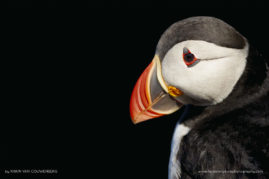 Karin_Van_Couwenberg_FNP_6