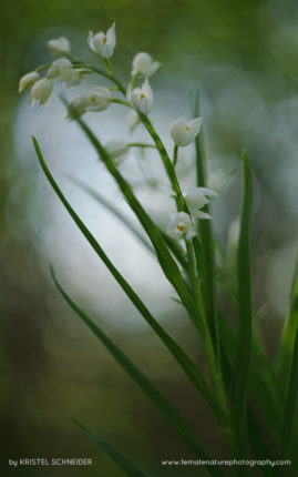 Kristel_Schneider_FNP_13