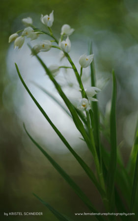 Kristel_Schneider_FNP_13