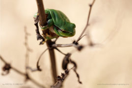 Kristel_Schneider_FNP_3