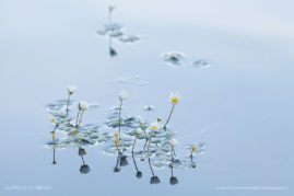 Kristel_Schneider_FNP_4