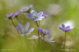 Kristel_Schneider_FNP_6