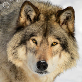 Portfolio carousel 21 Berengere